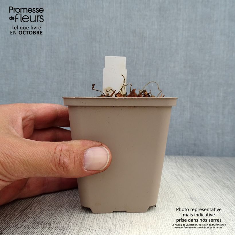 Amostra de Geranium pratense Hocus Pocus Vaso de 8/9 cm tal como entregue no outono