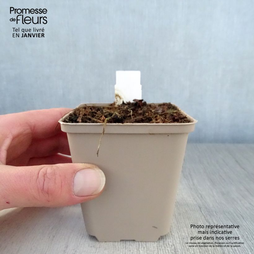 Amostra de Géranium vivace pratense Hocus Pocus Vaso de 8/9 cm tal como entregue no inverno