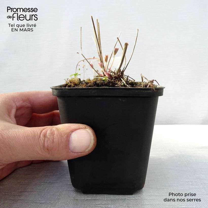 Amostra de Géranium vivace pratense Ilja - Géranium des près Vaso de 8/9 cm tal como entregue na primavera