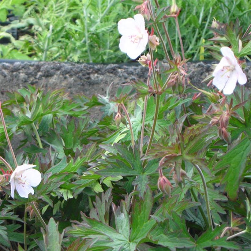 Geranium pratense Marshmallow (Hábito)