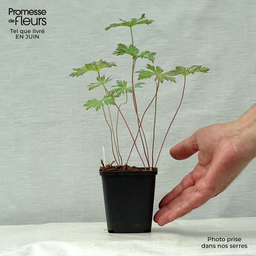 Amostra de Geranium pratense Marshmallow Vaso de 8/9 cm tal como entregue no verão