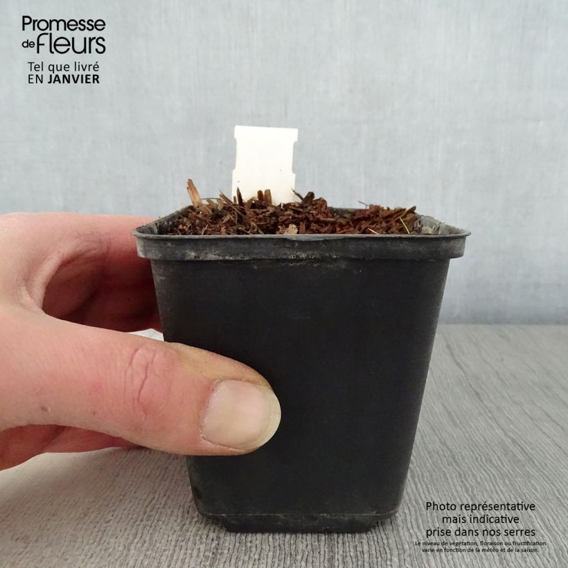 Amostra de Geranium vivace pratense Marshmallow - Géranium des près rose bonbon Vaso de 8/9 cm tal como entregue no inverno