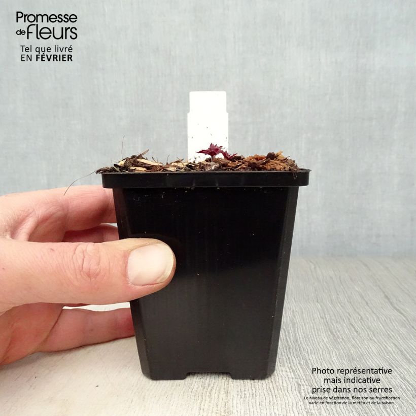 Amostra de Géranium vivace pratense Midnight Reiter - Géranium des prés Vaso de 8/9 cm tal como entregue no inverno