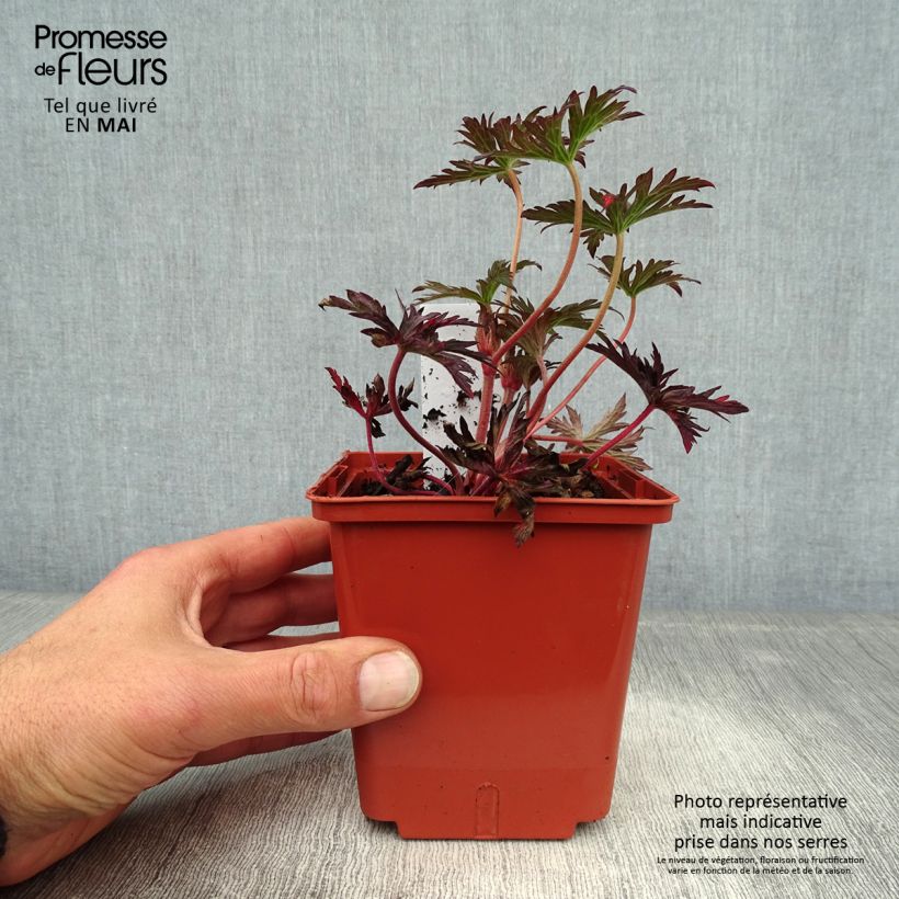 Amostra de Geranium pratense Midnight Reiter Vaso de 8/9 cm tal como entregue na primavera