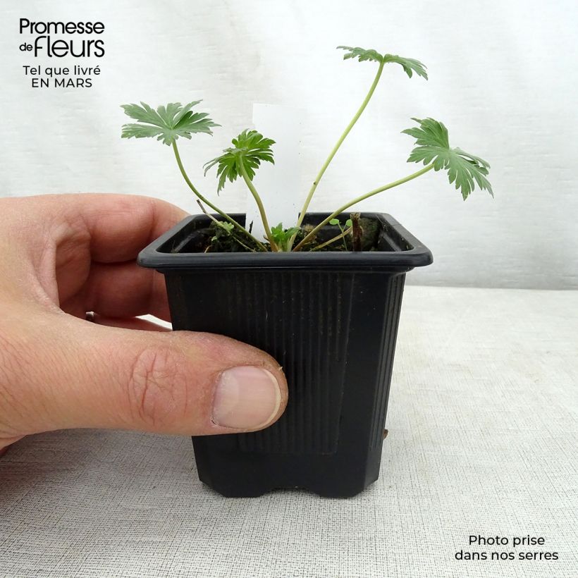 Amostra de Geranium pratense Mrs Kendall Clark Vaso de 8/9 cm tal como entregue na primavera