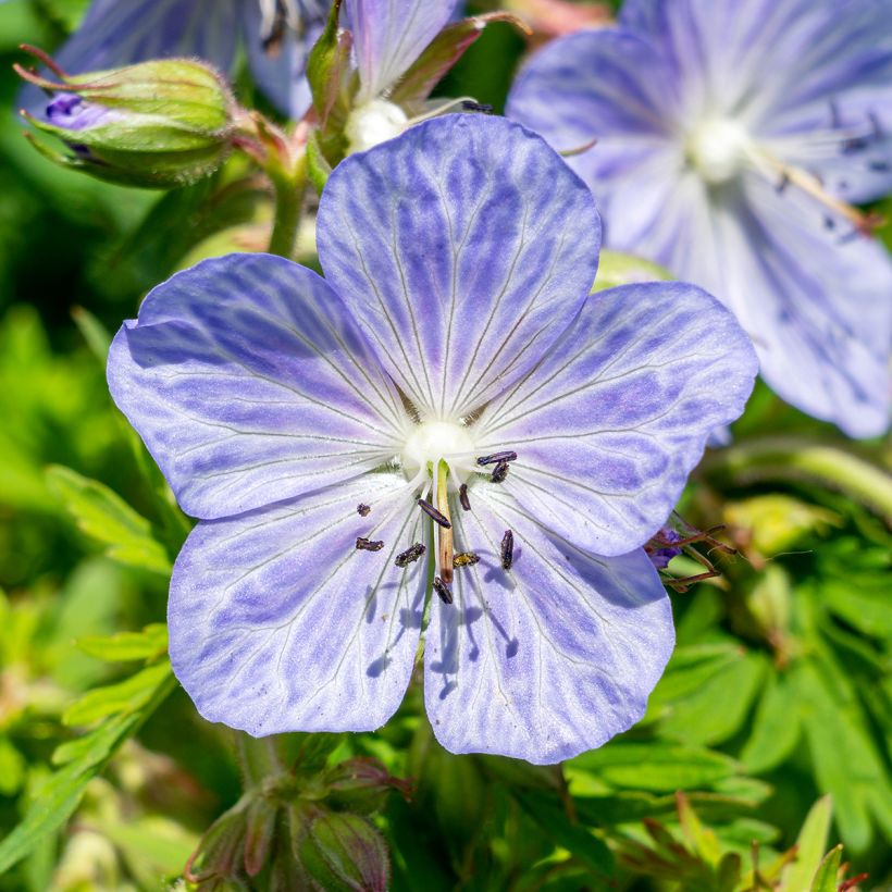 Geranium pratense Mrs Kendall Clark (Floração)