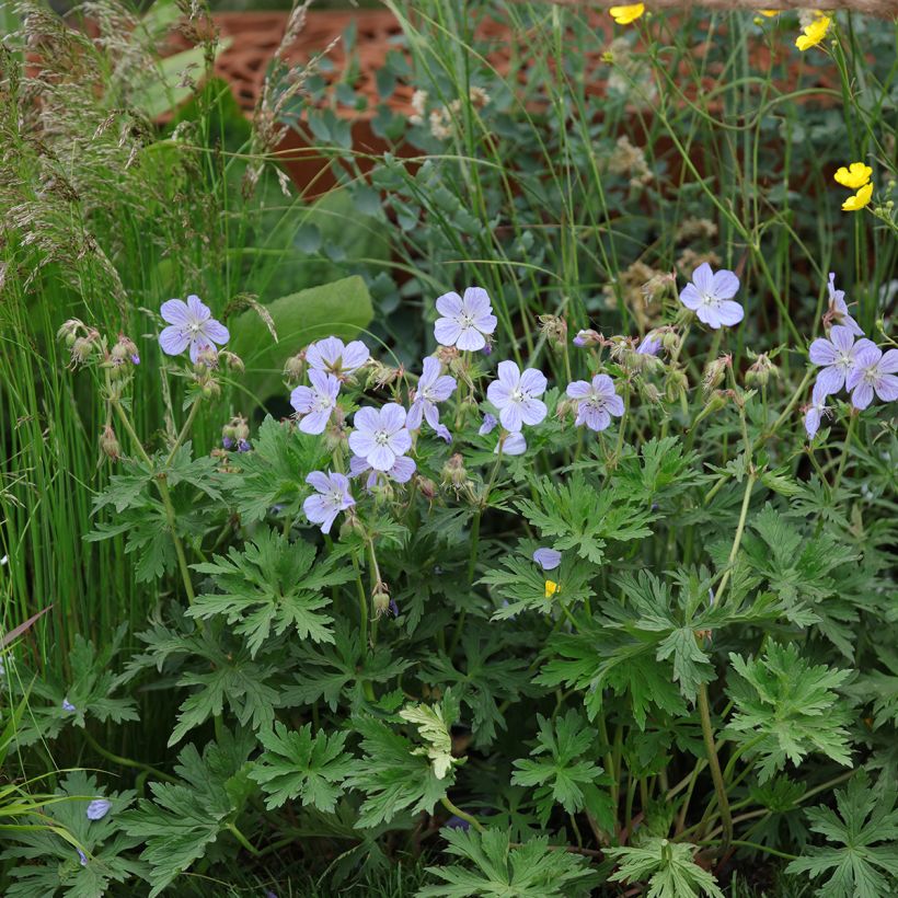 Geranium pratense Mrs Kendall Clark (Hábito)