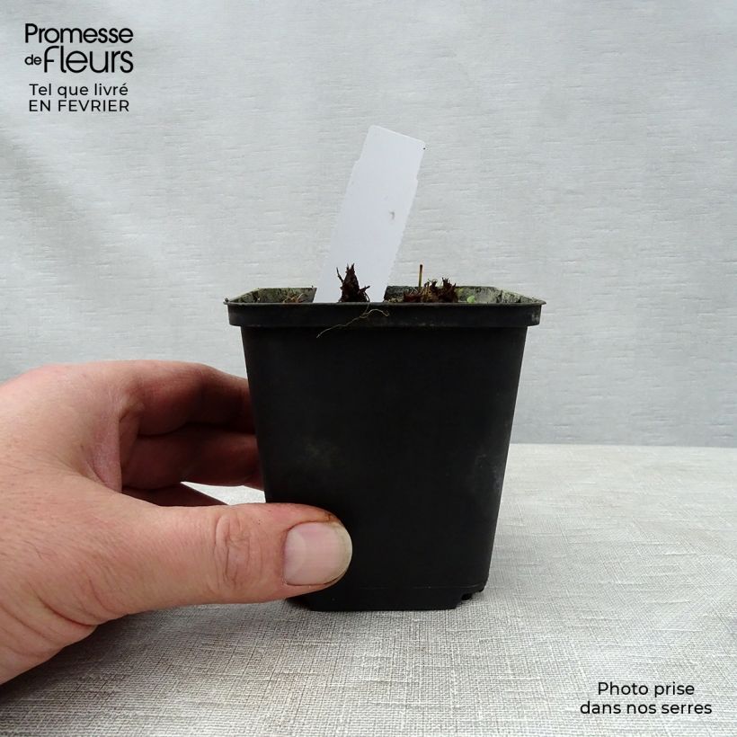 Amostra de Géranium vivace pratense New Dimensions Vaso de 8/9 cm tal como entregue no inverno