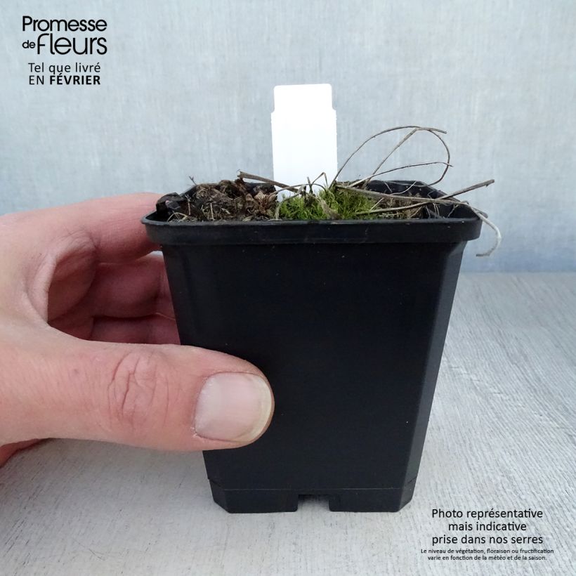 Amostra de Geranium vivace pratense Plenum Album - Géranium des prés Vaso de 8/9 cm tal como entregue no inverno