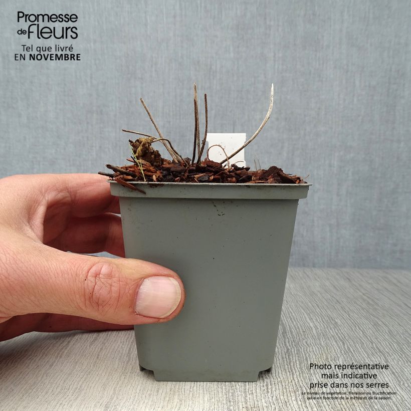 Amostra de Geranium pratense Splish Splash Vaso de 8/9 cm tal como entregue no outono