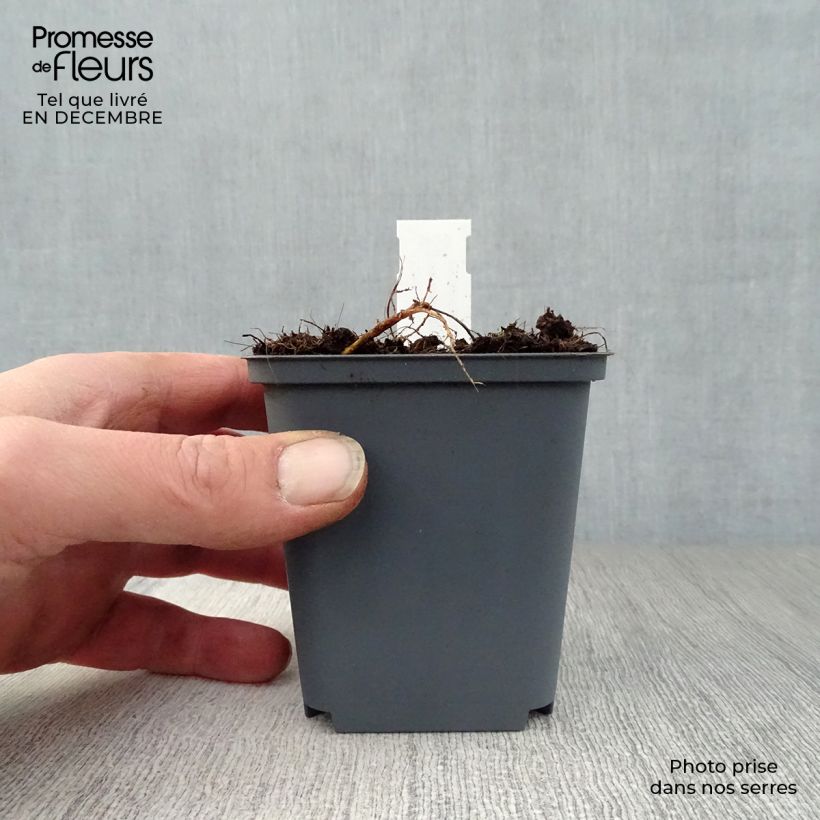 Amostra de Géranium vivace pratense Splish Splash - Géranium des prés Vaso de 8/9 cm tal como entregue no inverno