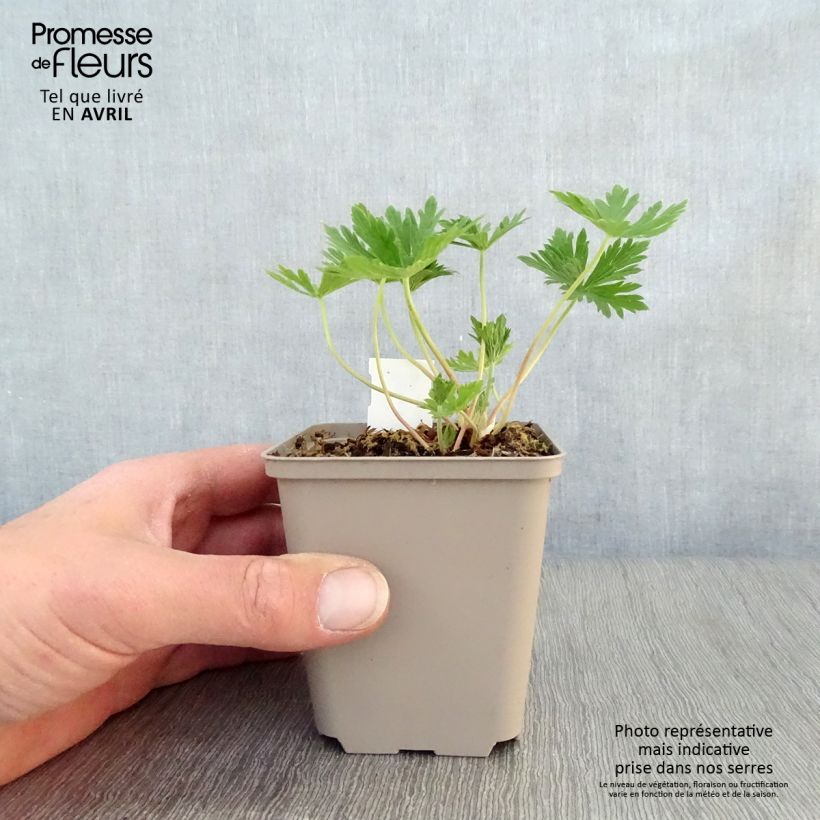 Amostra de Geranium pratense Splish Splash Vaso de 8/9 cm tal como entregue na primavera