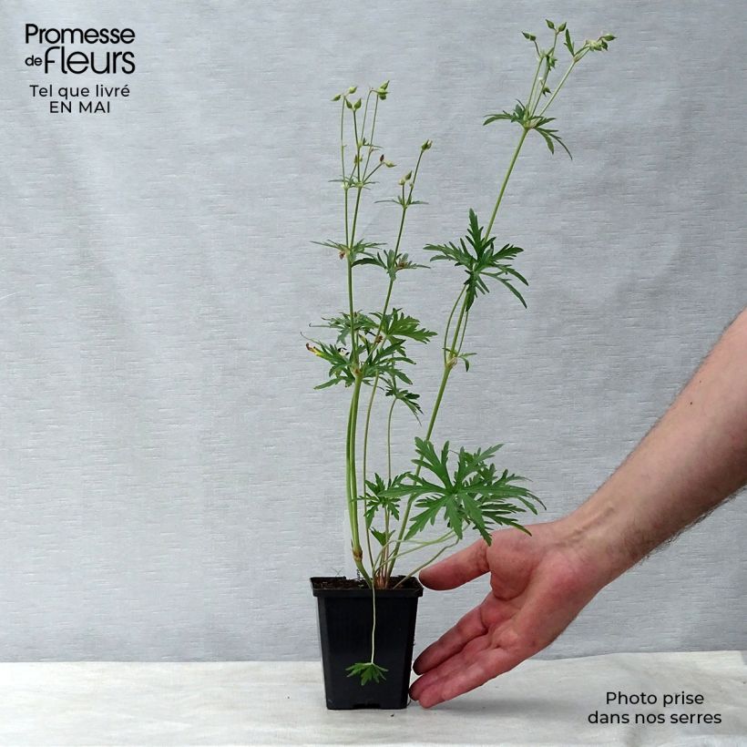 Amostra de Geranium pratense Summer Skies Vaso de 8/9 cm tal como entregue na primavera