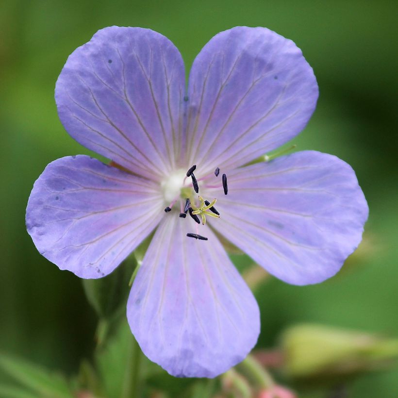 Geranium pratense Victor Reiter Junior (Floração)