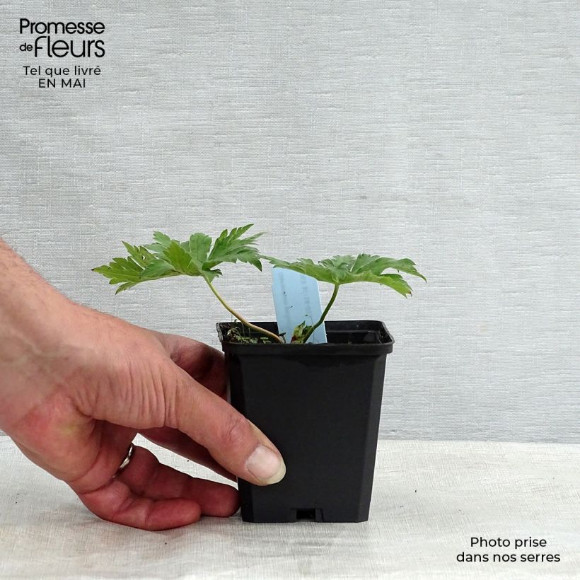 Amostra de Geranium psilostemon Vaso de 8/9 cm tal como entregue na primavera