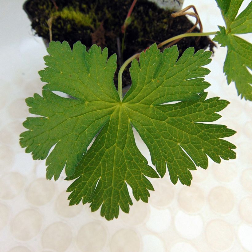 Gerânio Bressingham Flair - Geranium psilostemon (Folhagem)