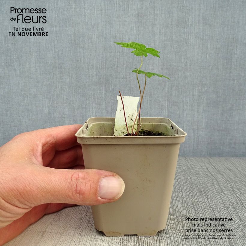 Amostra de Geranium psilostemon Vaso de 8/9 cm tal como entregue no outono