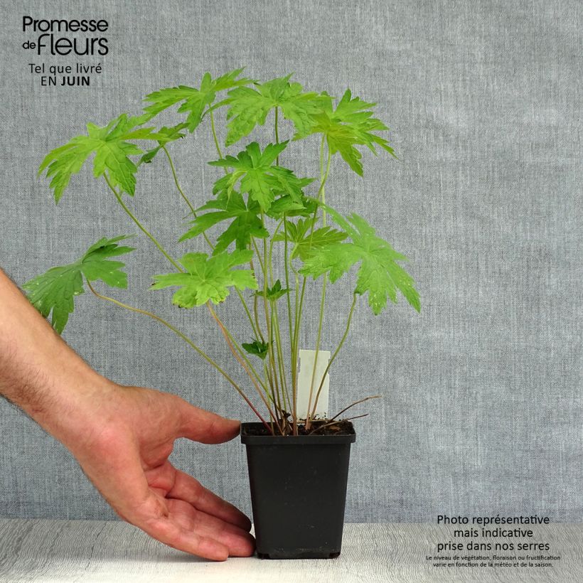 Amostra de Geranium psilostemon Vaso de 8/9 cm tal como entregue no verão