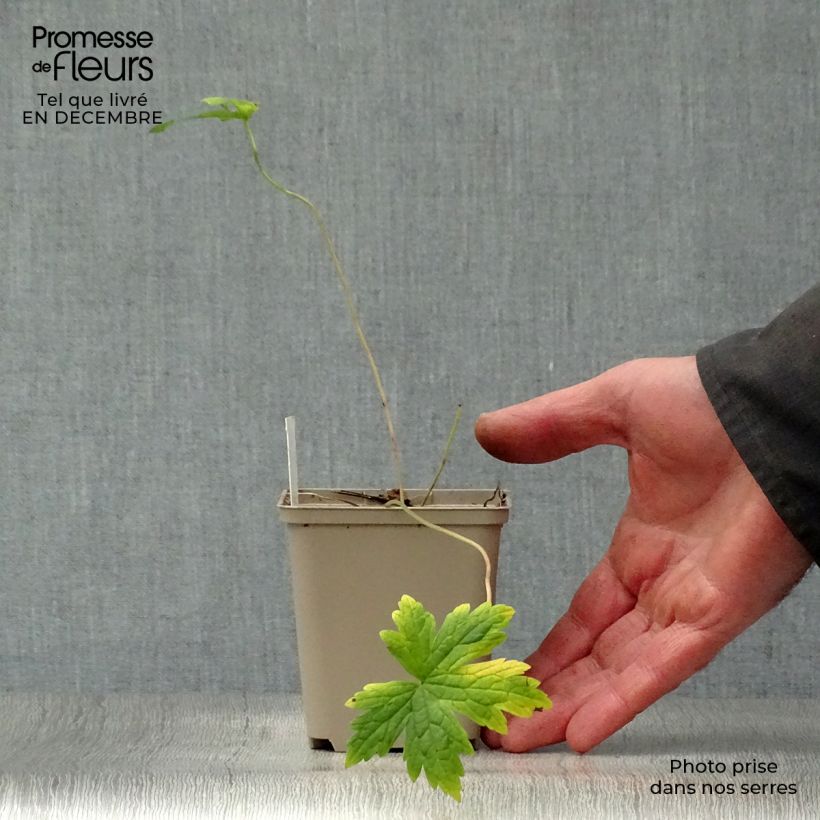 Amostra de Géranium vivace psilostemon Vaso de 8/9 cm tal como entregue no inverno