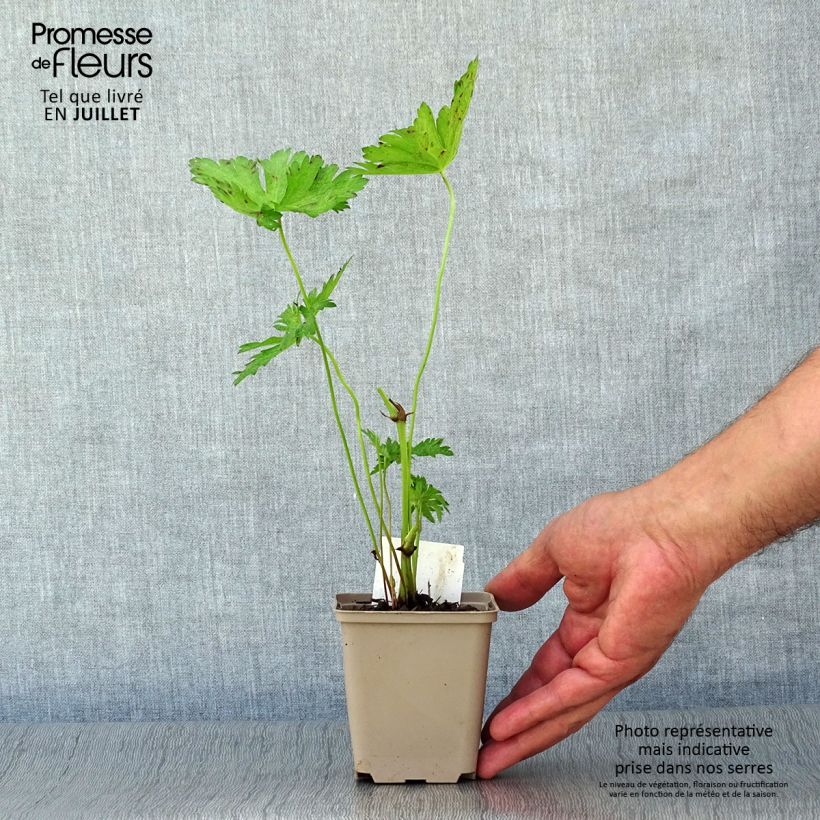 Amostra de Gerânio JS Ma Tu Vu® - Geranium psilostemon Vaso de 8/9 cm tal como entregue no verão