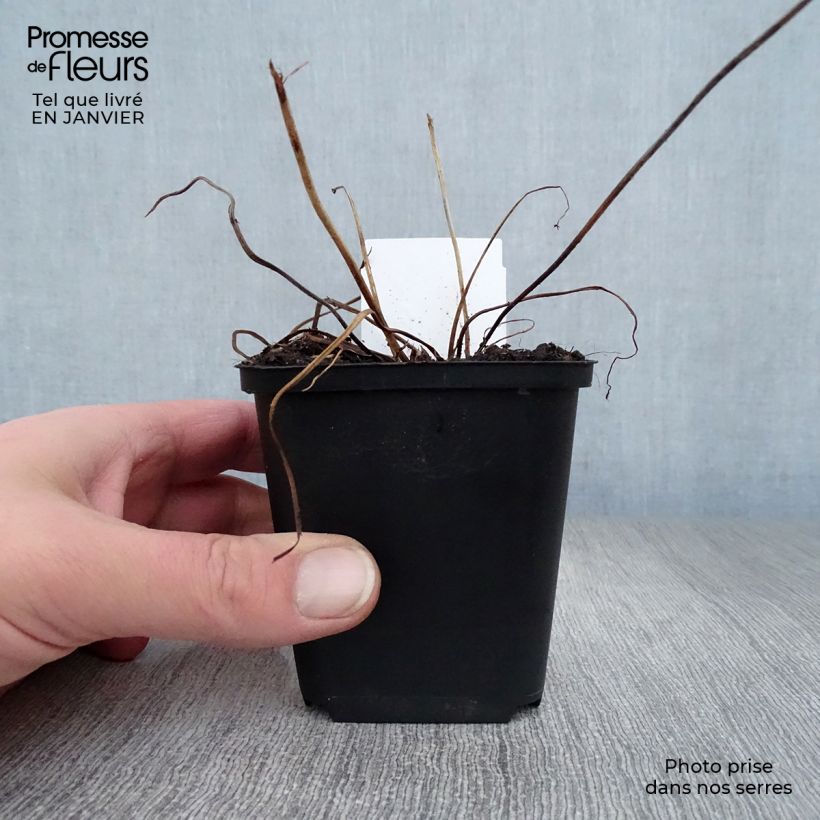 Amostra de Gerânio JS Ma Tu Vu® - Geranium psilostemon Vaso de 8/9 cm tal como entregue no inverno