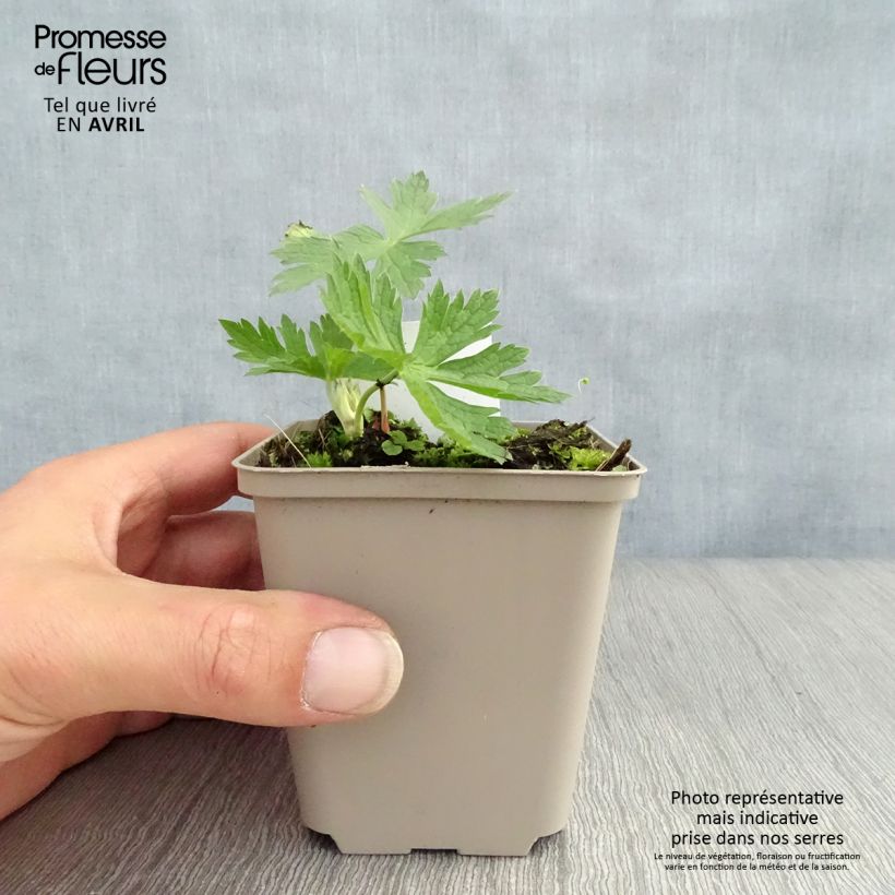 Amostra de Gerânio JS Ma Tu Vu® - Geranium psilostemon Vaso de 8/9 cm tal como entregue na primavera