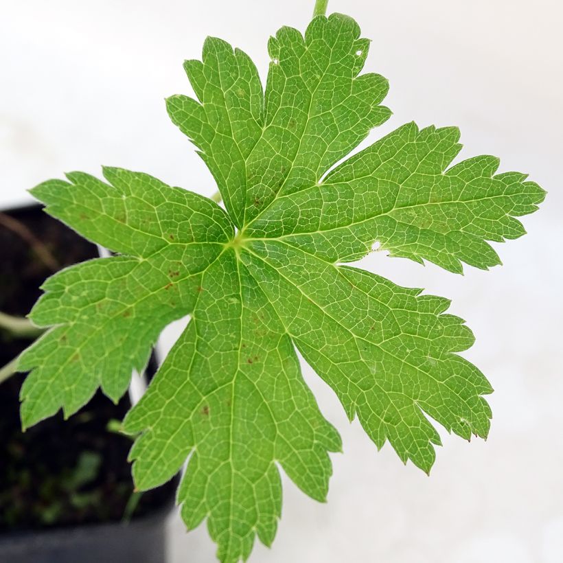 Gerânio Red Admiral (Folhagem)