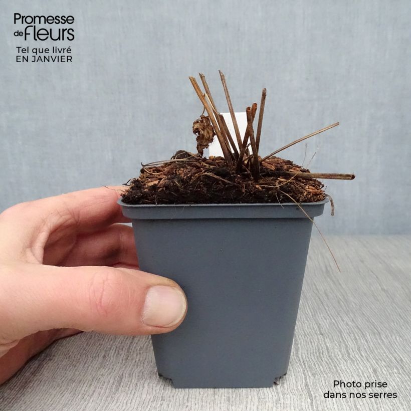 Amostra de Geranium vivace psilostemon Red Admiral Vaso de 8/9 cm tal como entregue no inverno