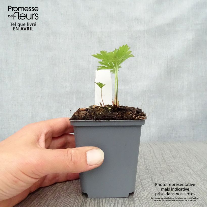 Amostra de Gerânio Red Admiral Vaso de 8/9 cm tal como entregue na primavera