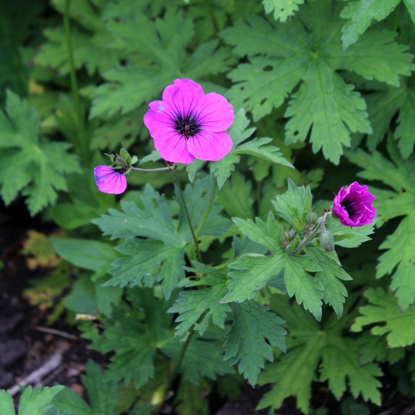 Geranium psilostemon (Floração)