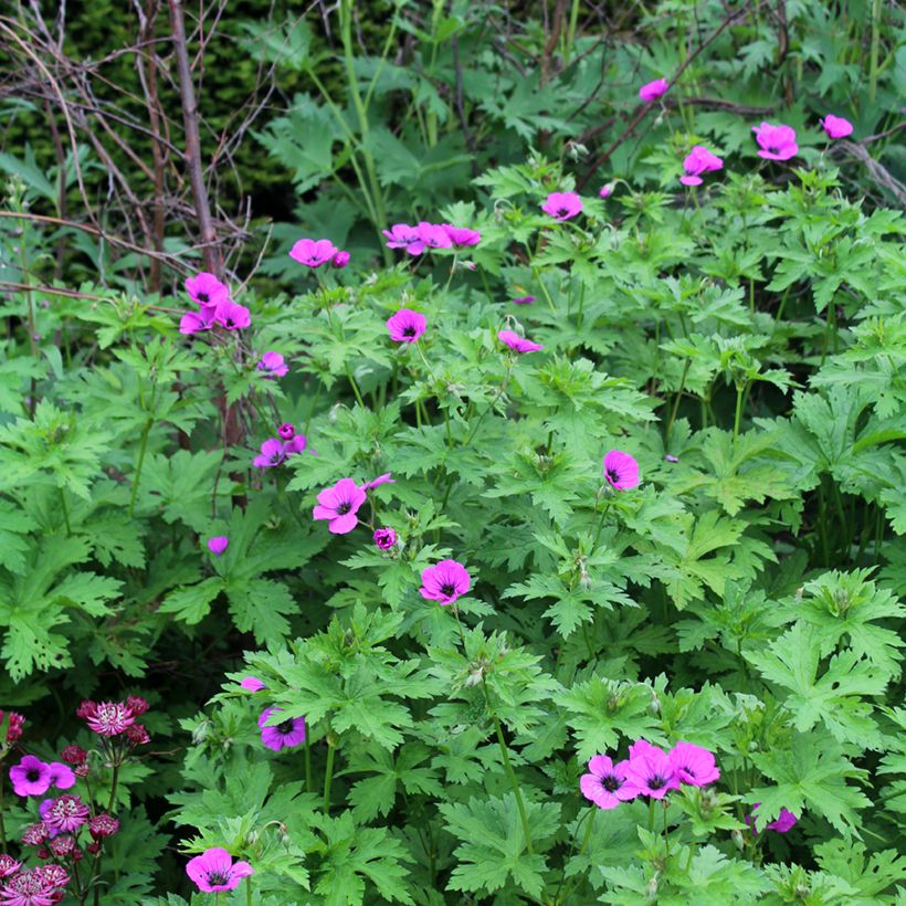 Geranium psilostemon (Hábito)