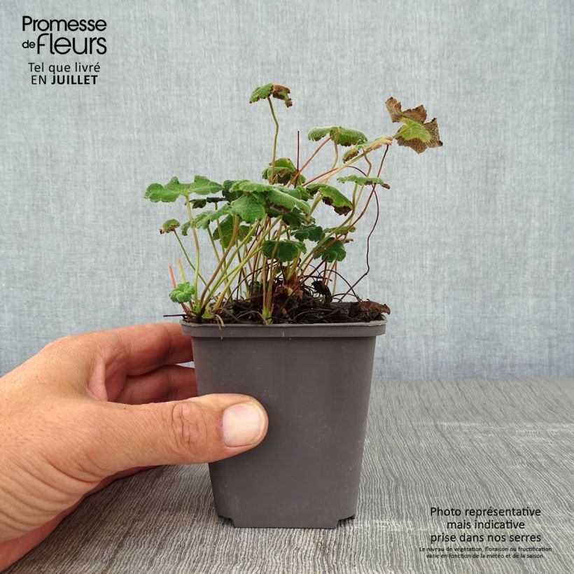Amostra de Geranium renardii Vaso de 8/9 cm tal como entregue no verão