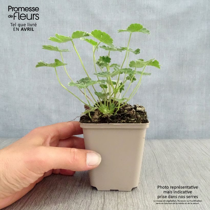 Amostra de Geranium renardii Vaso de 8/9 cm tal como entregue na primavera