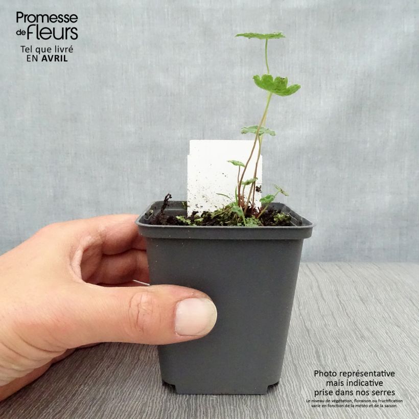 Amostra de Gerânio Tcschelda Vaso de 8/9 cm tal como entregue na primavera