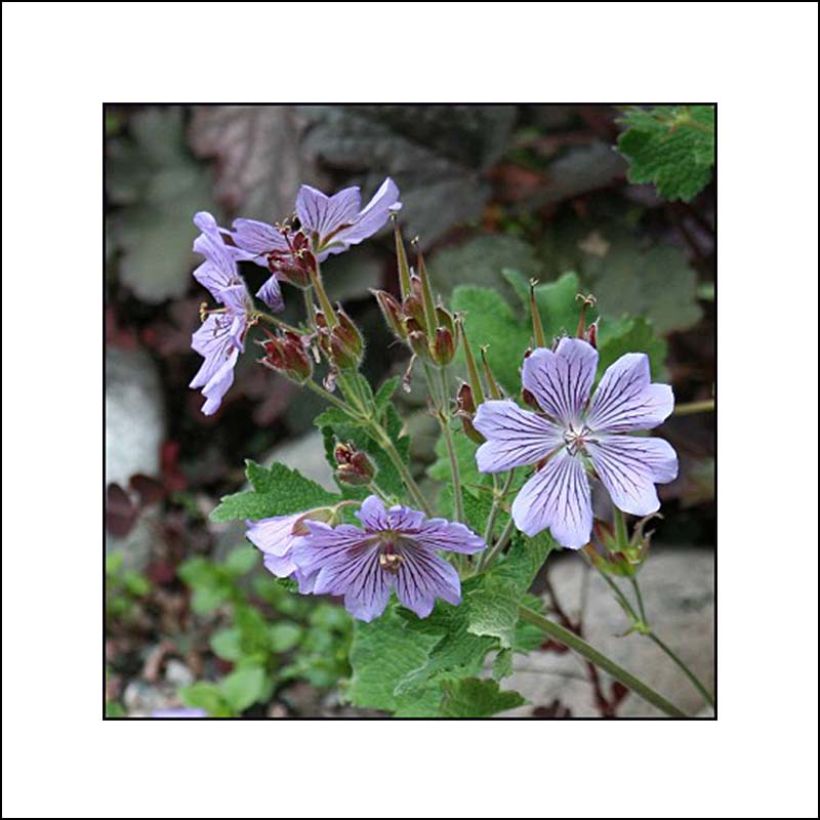 Gerânio Zetterlund - Geranium renardii (Floração)
