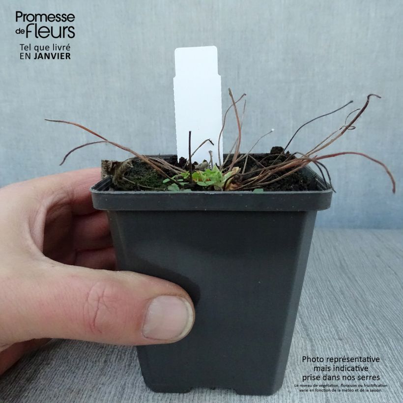 Amostra de Geranium vivace renardii Zetterlund - Géranium vivace parme clair veiné de violet Vaso de 8/9 cm tal como entregue no inverno