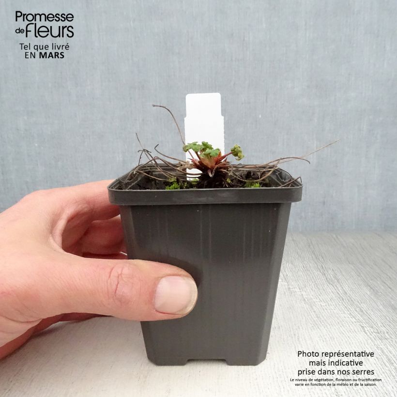 Amostra de Gerânio Zetterlund - Geranium renardii Vaso de 8/9 cm tal como entregue na primavera