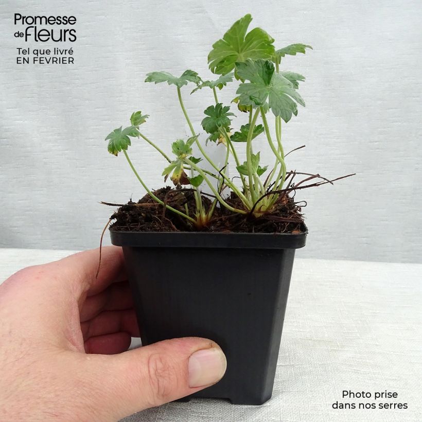 Amostra de Gerânio Mavis Simpson - Geranium riversleaianum Vaso de 8/9 cm tal como entregue no inverno