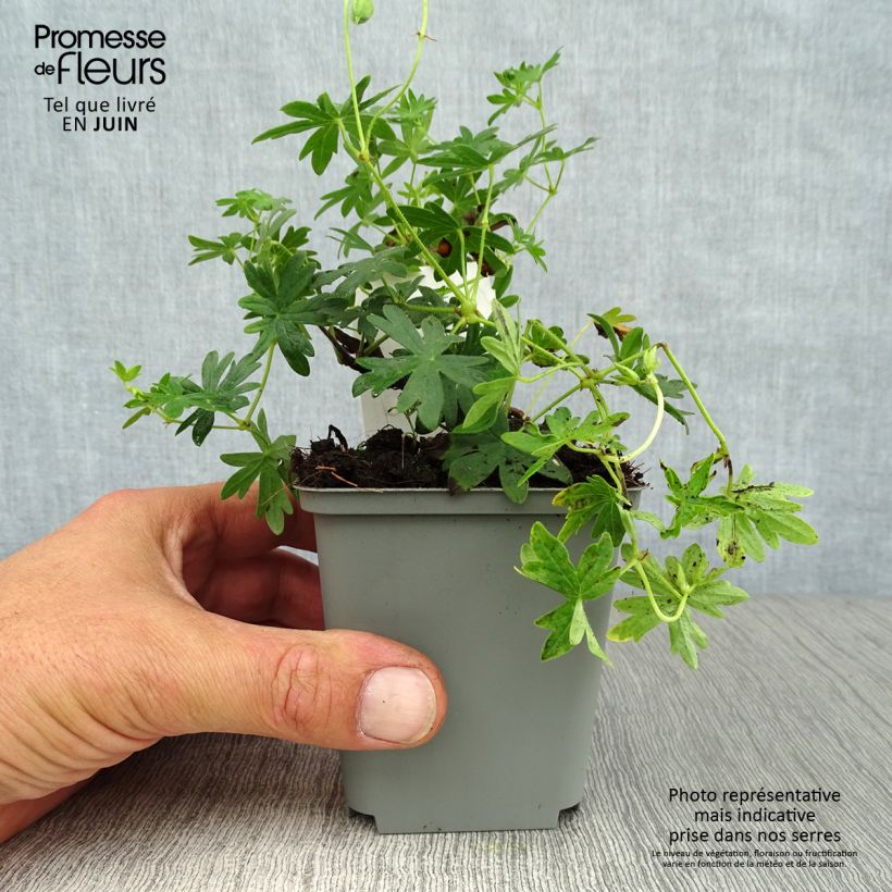 Amostra de Gerânio-sanguíneo Album - Geranium sanguineum Vaso de 8/9 cm tal como entregue no verão