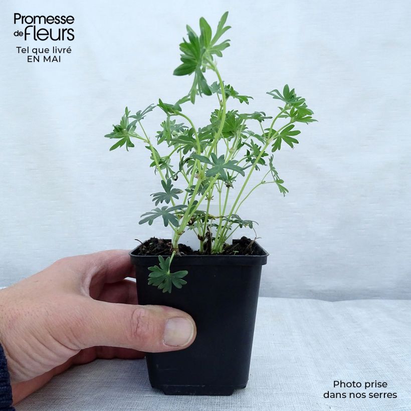 Amostra de Gerânio-sanguíneo Album - Geranium sanguineum Vaso de 8/9 cm tal como entregue na primavera