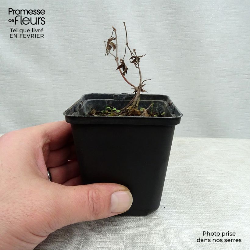 Amostra de Gerânio-sanguíneo Aviemore - Geranium sanguineum Vaso de 8/9 cm tal como entregue no inverno