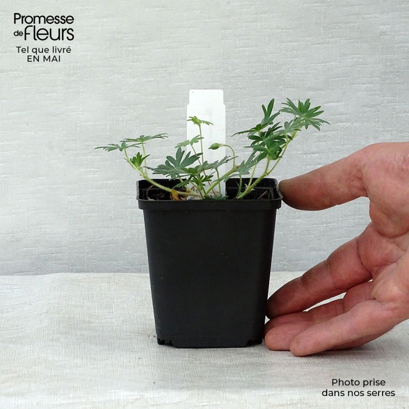 Amostra de Gerânio-sanguíneo Aviemore - Geranium sanguineum Vaso de 8/9 cm tal como entregue na primavera