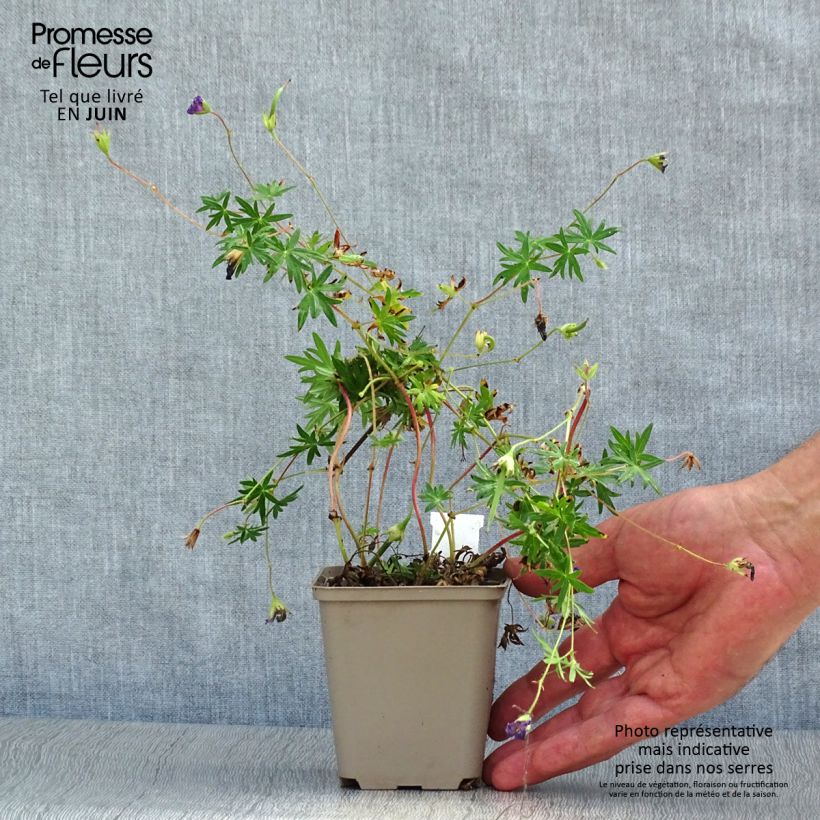 Amostra de Gerânio-sanguíneo Aviemore - Geranium sanguineum Vaso de 8/9 cm tal como entregue no verão