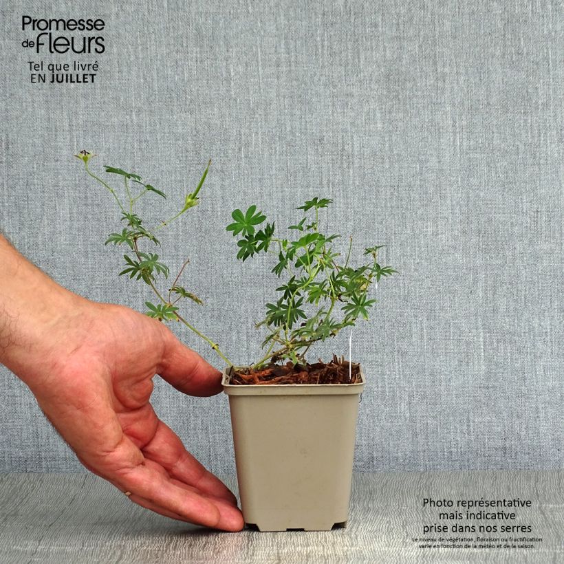 Amostra de Gerânio-sanguíneo Compactum - Geranium sanguineum Vaso de 8/9 cm tal como entregue no verão