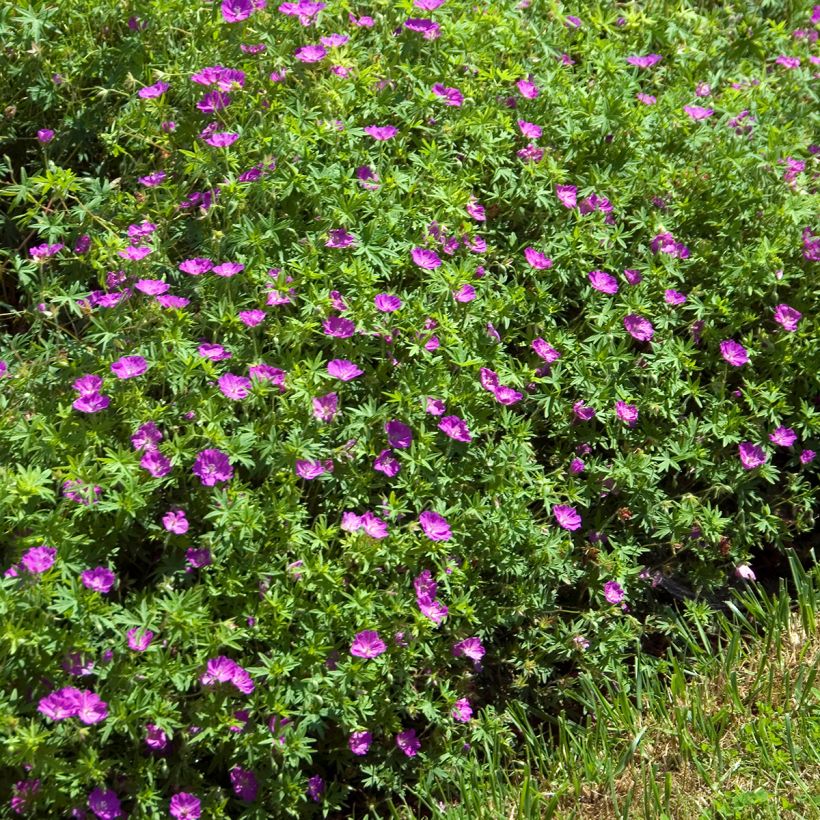 Gerânio-sanguíneo Compactum - Geranium sanguineum (Hábito)