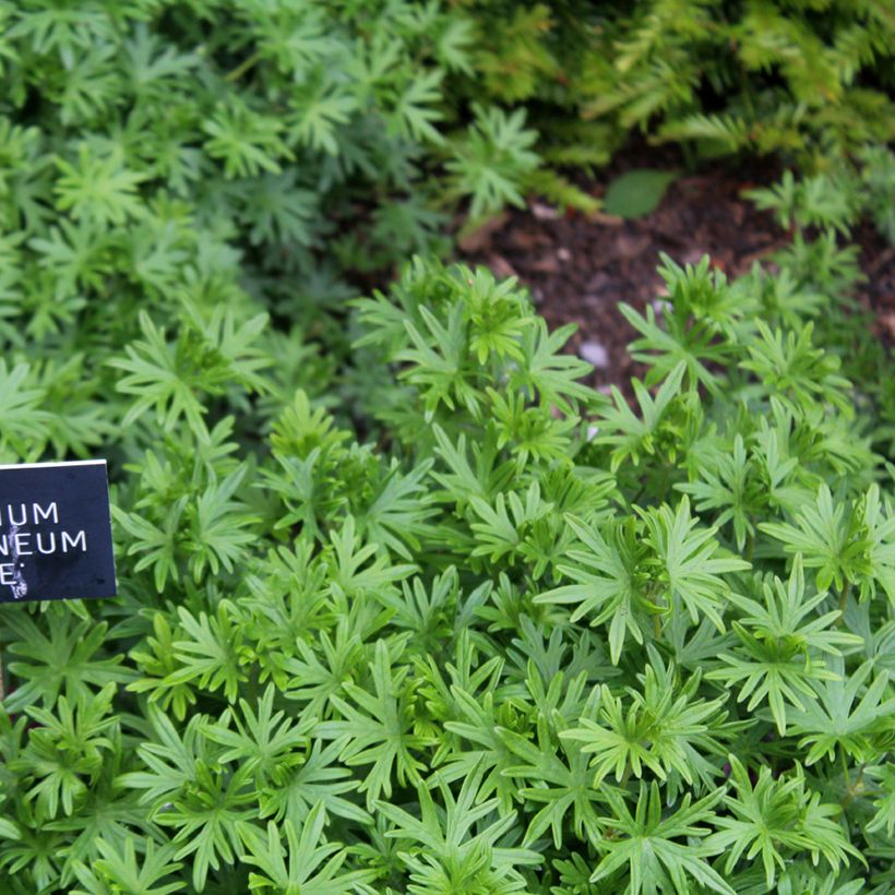 Gerânio-sanguíneo Elke - Geranium sanguineum (Folhagem)