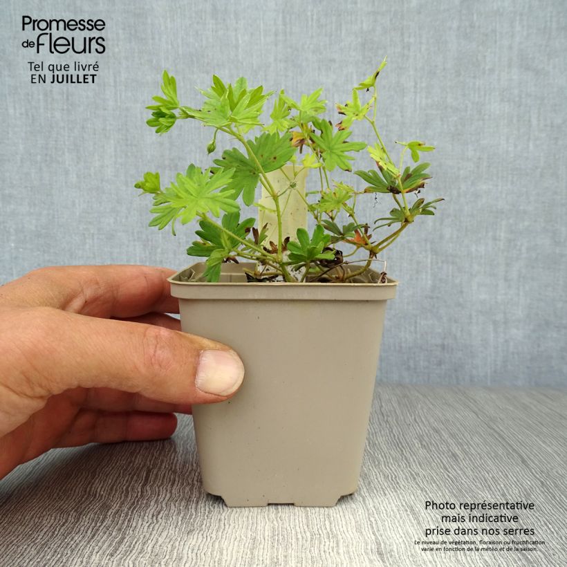 Amostra de Gerânio-sanguíneo Elke - Geranium sanguineum Vaso de 8/9 cm tal como entregue no verão