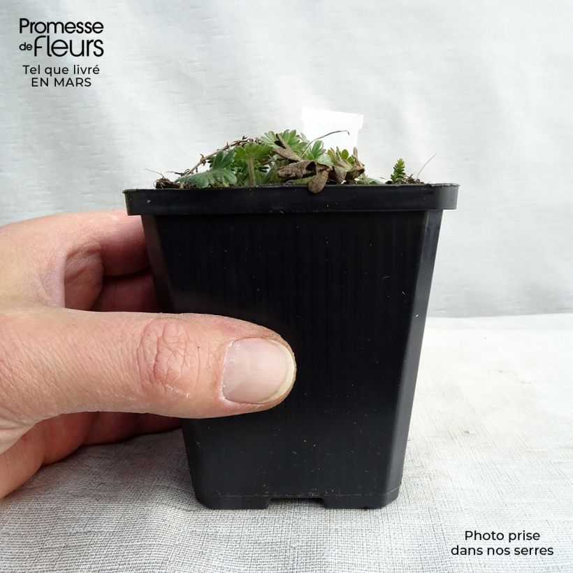 Amostra de Geranium vivace sanguineum Elke Vaso de 8/9 cm tal como entregue no inverno