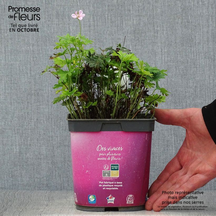 Amostra de Gerânio-sanguíneo Elke - Geranium sanguineum Vaso de 2 L/3 L tal como entregue no outono