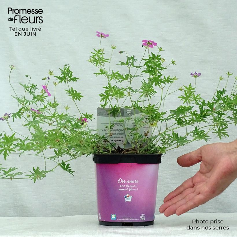 Amostra de Gerânio-sanguíneo Elke - Geranium sanguineum Vaso de 2 L/3 L tal como entregue no verão